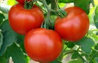Сорт томата: Эйджен f1